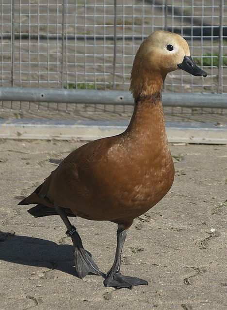 之一
